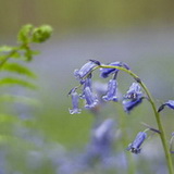 Hallerbos 